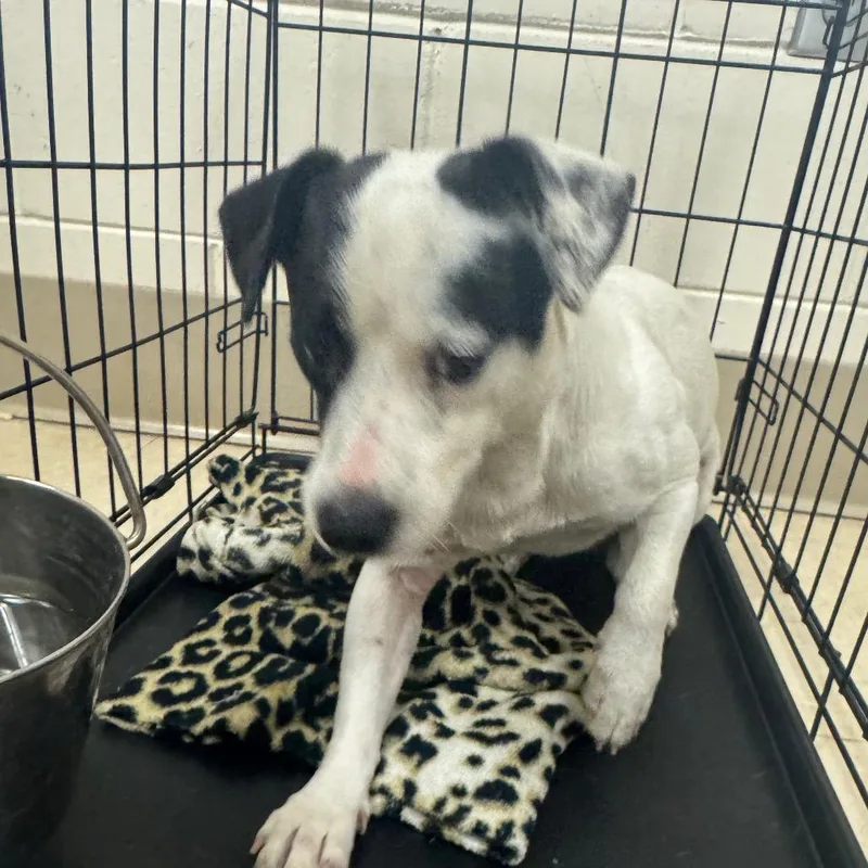 An adult small-sized male Mixed Breed dog named Biscuit for adoption in Lake Panasoffkee, FL