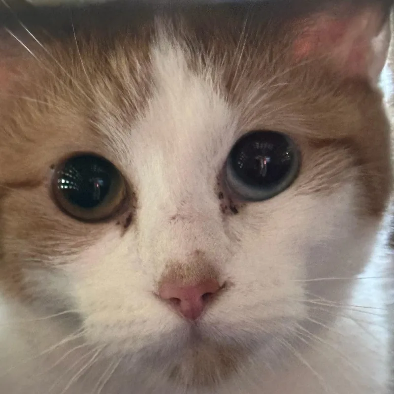 A young small-sized female Orange / Red Domestic Short Hair cat named Lady Pawpaw for adoption in Branson, MO