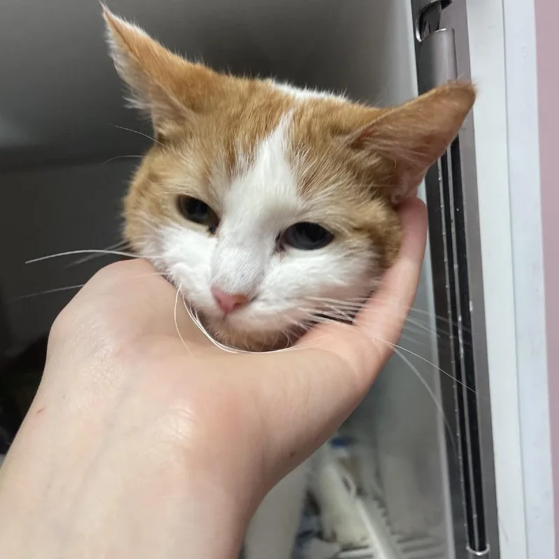 Lady Pawpaw thumbnail 3