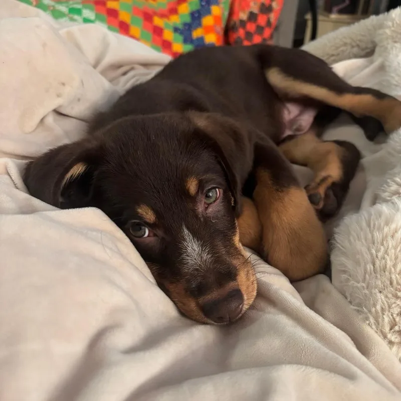 A baby medium-sized male Black Labrador Retriever dog named Bean for adoption in Raleigh, NC