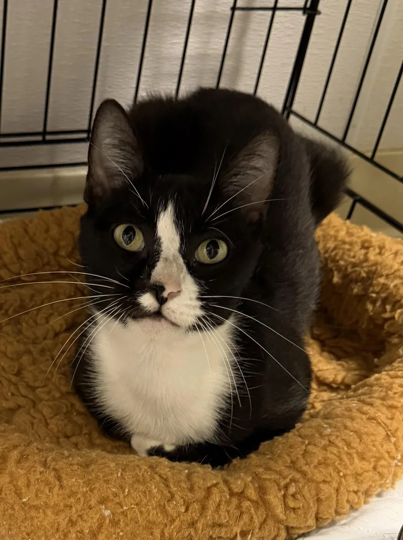 A young medium-sized female Black & White / Tuxedo Domestic Short Hair cat named Clocktower for adoption in Satellite Beach, FL