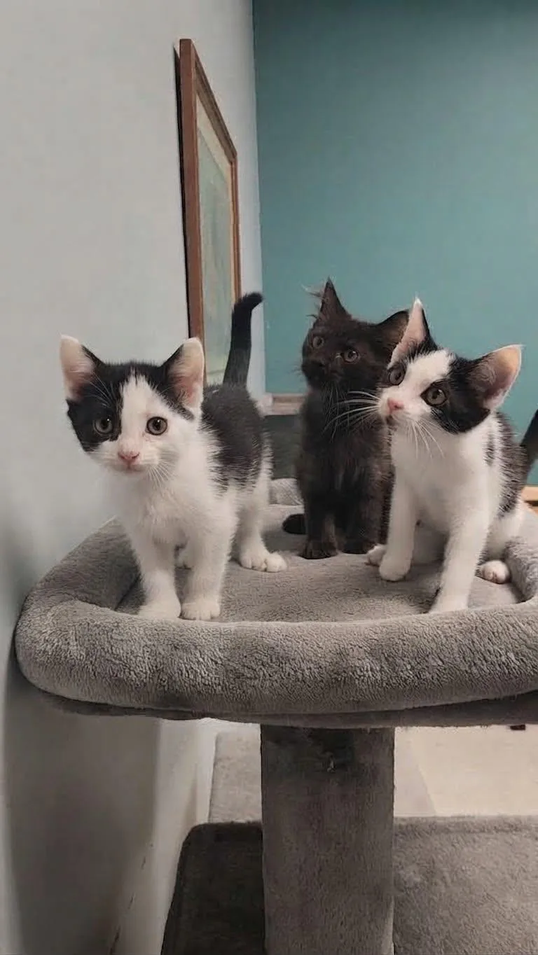 A baby medium-sized female Black & White / Tuxedo Domestic Short Hair cat named Silt for adoption in Chambersburg, PA