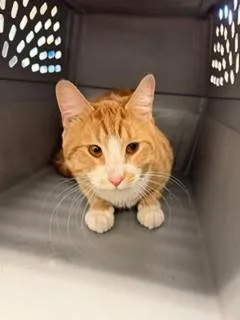 A young medium-sized male Domestic Short Hair cat named Caramel for adoption in Agoura, CA