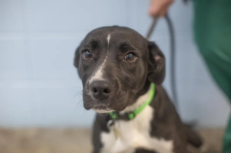 A young large-sized female Labrador Retriever dog named Tia for adoption in Mountain Home, AR
