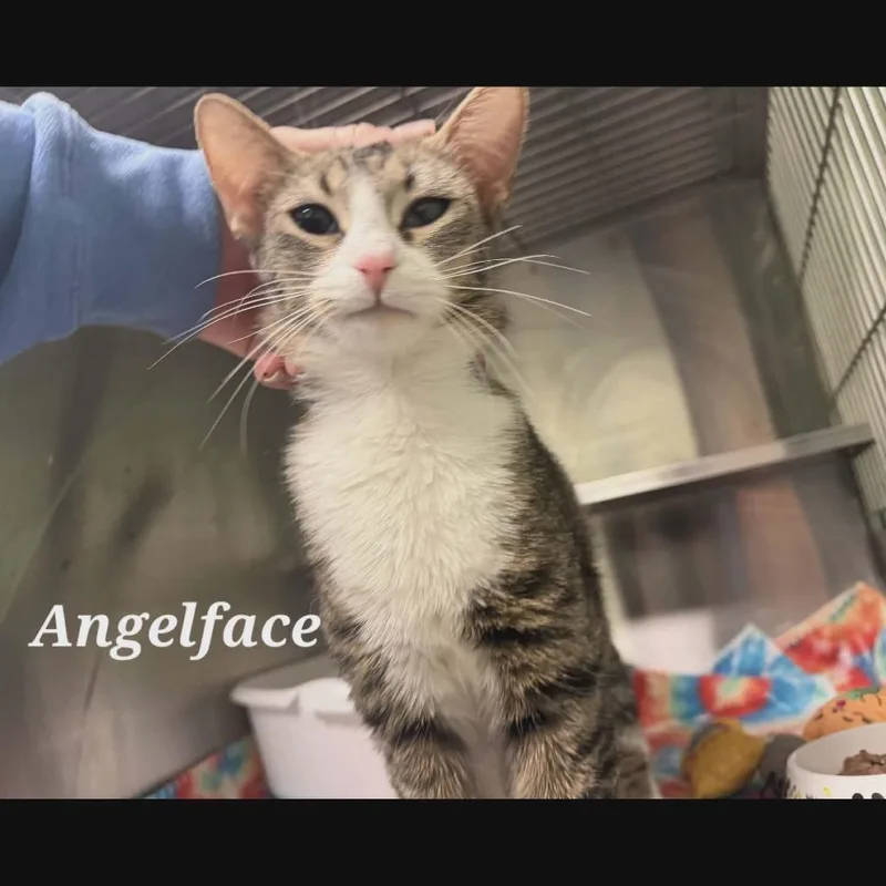 A young small-sized female Torbie Domestic Short Hair cat named Angelface for adoption in Richmond, IN