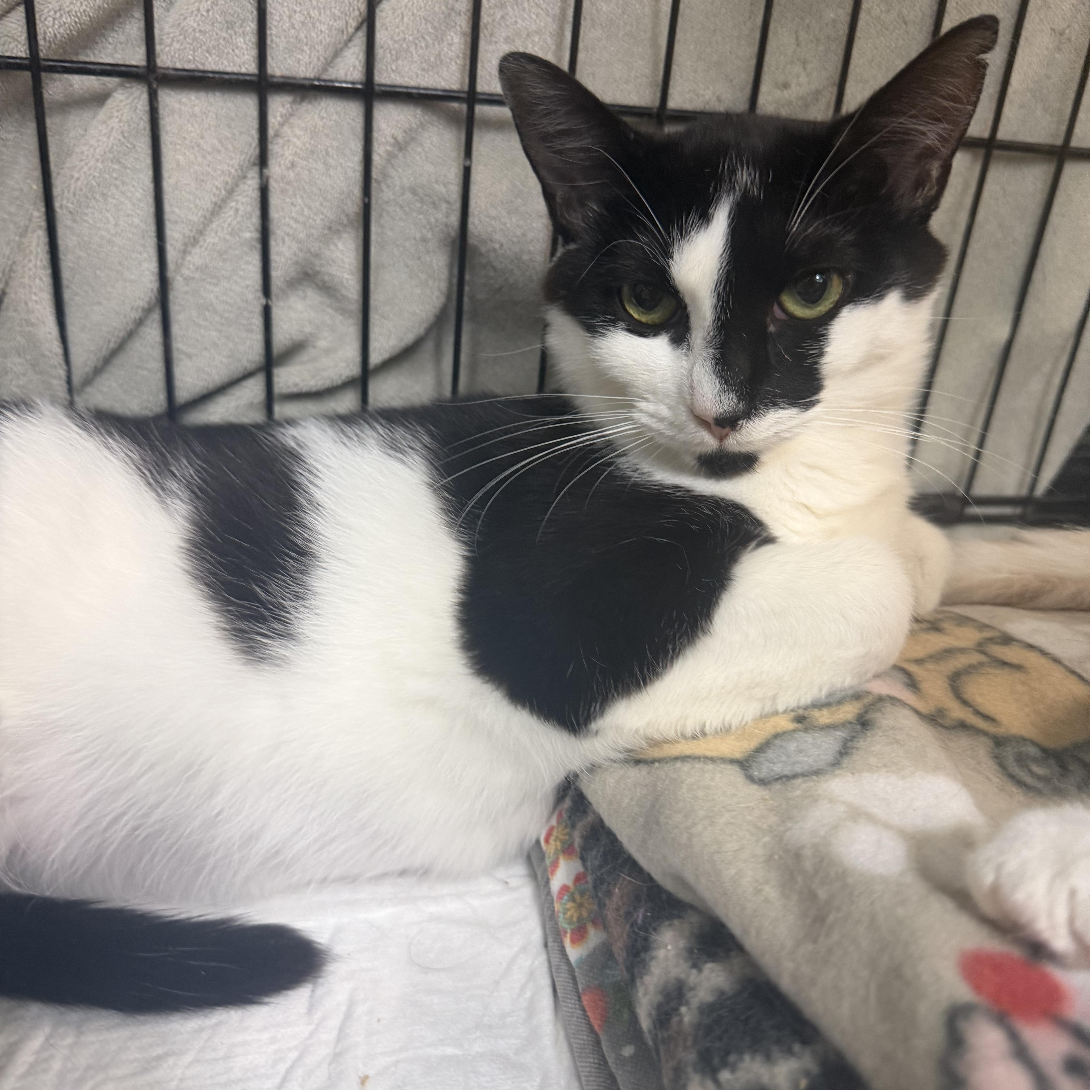 A young medium-sized female Black & White / Tuxedo Domestic Short Hair cat named Payton for adoption in Hudson, NY