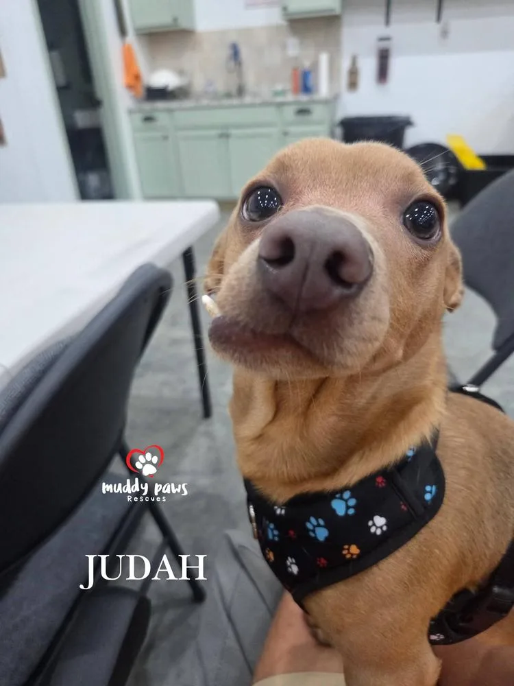 A young small-sized male Brown / Chocolate Chihuahua dog named Judah for adoption in Council Bluffs, IA