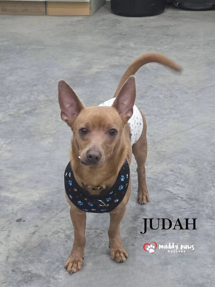 Judah thumbnail 2