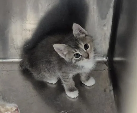 A baby small-sized male Domestic Short Hair cat named Orion for adoption in Decatur, IL