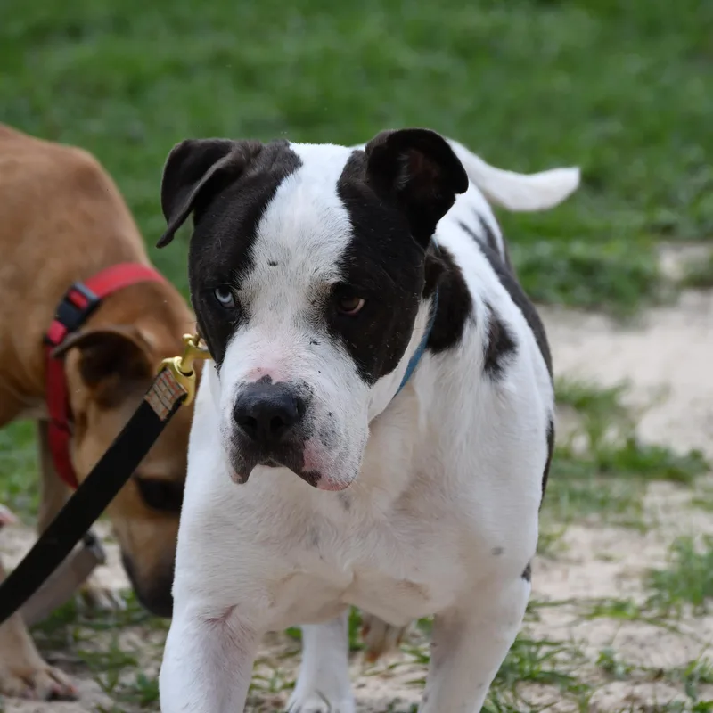 A senior large-sized male White / Cream Mixed Breed dog named Bruno for adoption in Defuniak Springs, FL