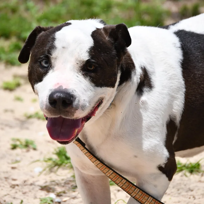 Bruno thumbnail 2