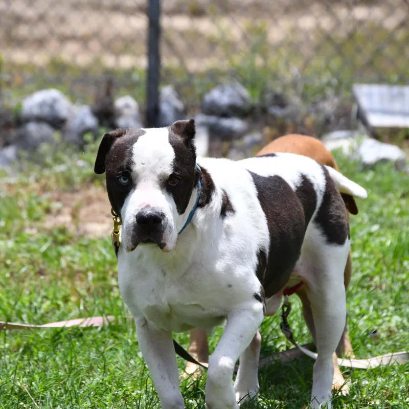 Bruno thumbnail 3