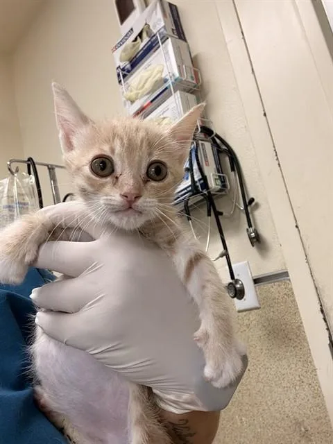 A baby small-sized female Domestic Short Hair cat named Nagini for adoption in Riverside, CA