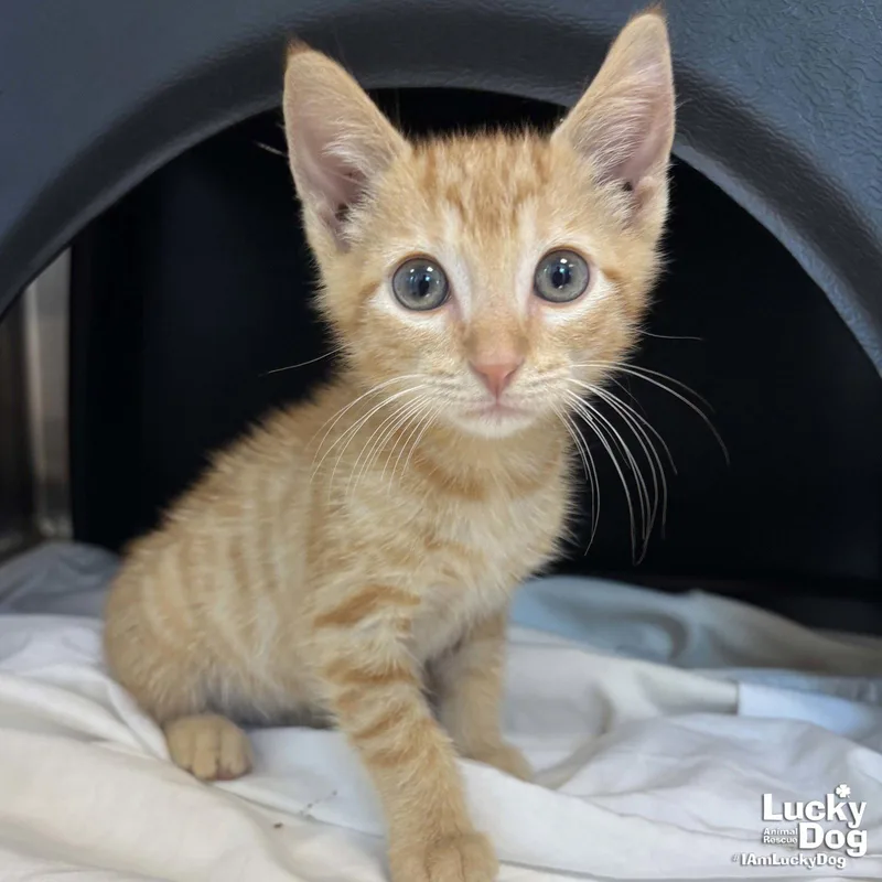 A baby medium-sized male Orange / Red Domestic Short Hair cat named Domingo for adoption in Washington, DC