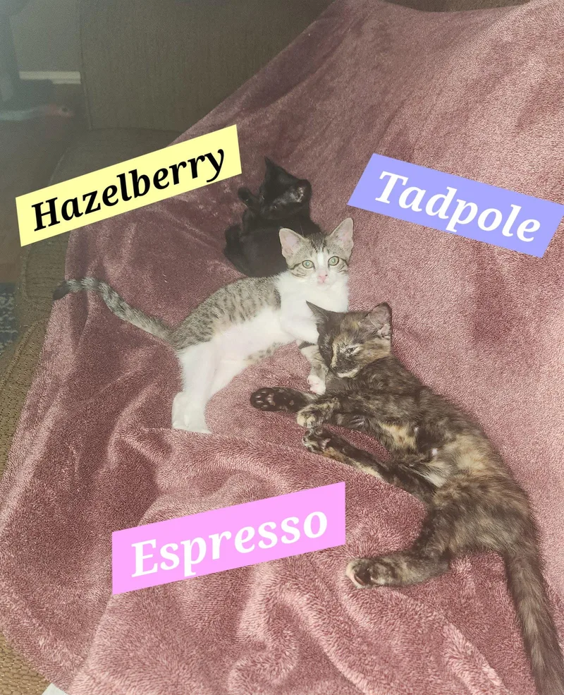 A baby medium-sized female Domestic Short Hair cat named Tadpole for adoption in McKinney, TX