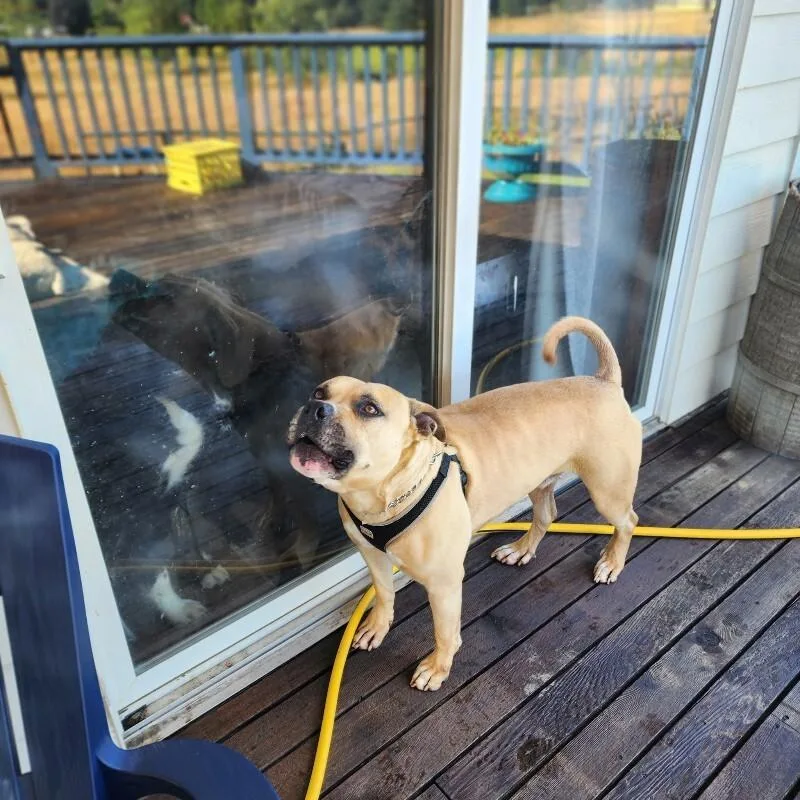 An adult large-sized male Brown / Chocolate Mastiff dog named Biggy for adoption