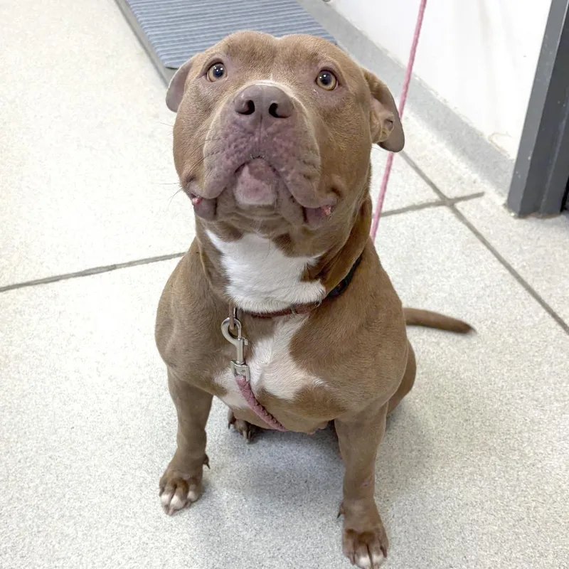 An adult large-sized female Yellow / Tan / Blond / Fawn Mixed Breed dog named Tootsie for adoption in Franklin, TN
