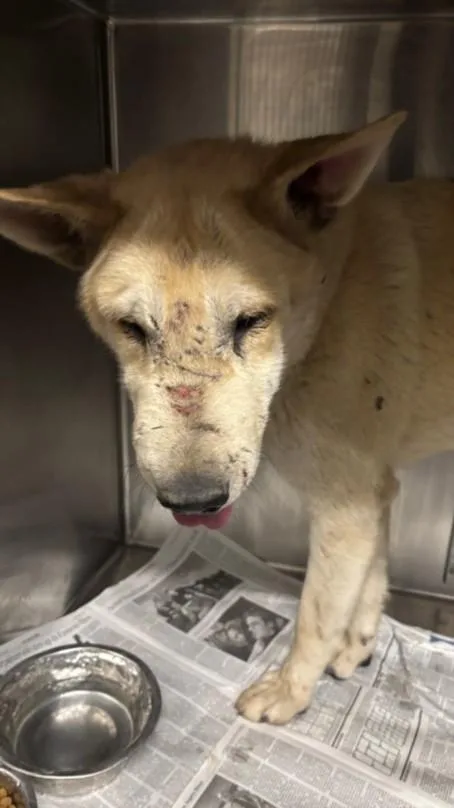 An adult large-sized male Jindo dog named Cedar for adoption in Van Nuys, CA