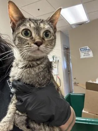 An adult small-sized female Domestic Short Hair cat named Lizzie for adoption in Farmers Branch, TX