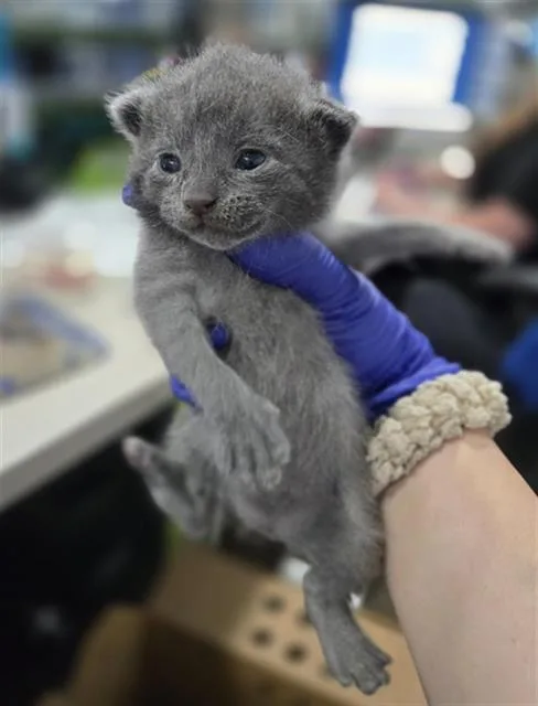 A baby medium-sized male Domestic Short Hair cat named Channing for adoption in Dallas, TX