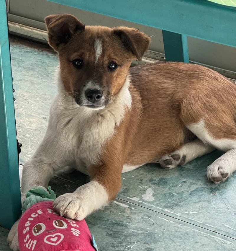 A baby small-sized male Red / Chestnut / Orange Australian Shepherd dog named Jonesy for adoption in O'Fallon, MO