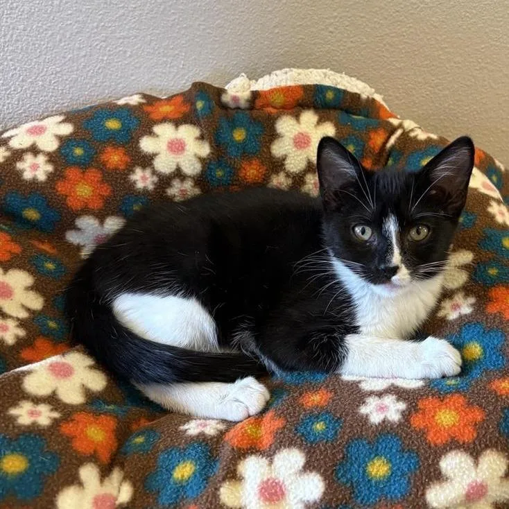 A baby small-sized male Black Domestic Short Hair cat named Nibs for adoption in Las Vegas, NV
