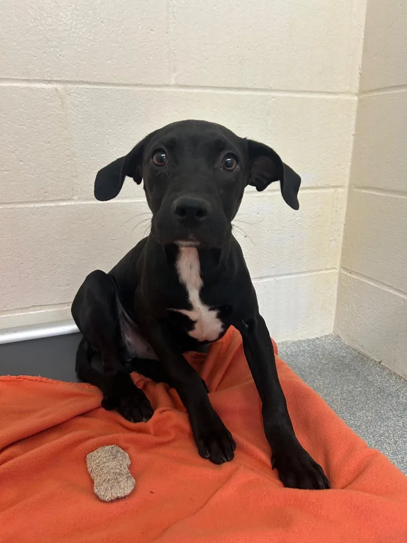 A young medium-sized male Black Mixed Breed dog named Logan for adoption in St. Joseph, MI