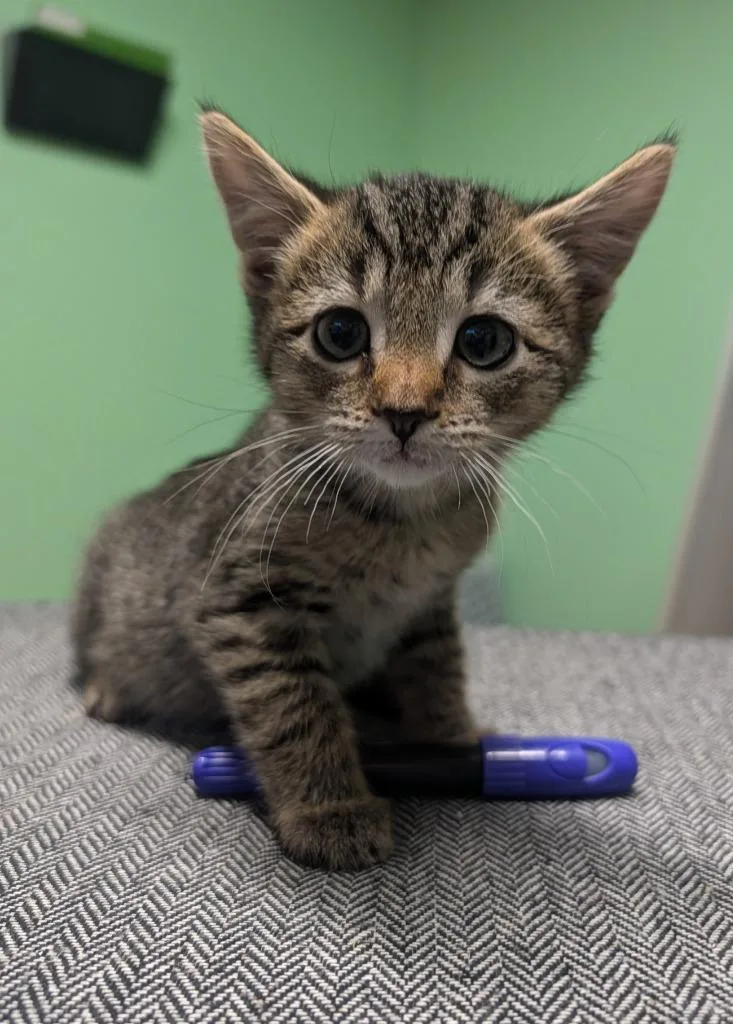 Scarlett thumbnail 2