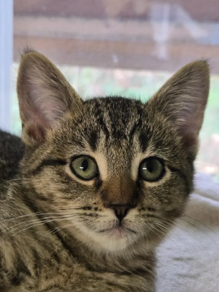 Scarlett thumbnail 3