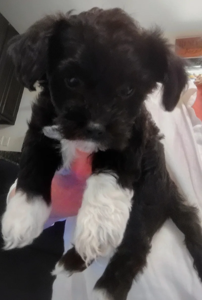 A baby small-sized female Maltipoo dog named Tipper for adoption in Los Angeles, CA