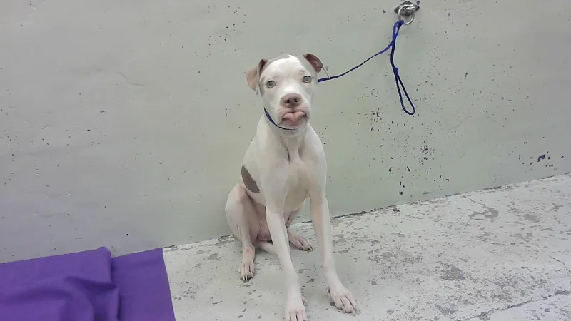 A young medium-sized male Staffordshire Bull Terrier dog named Sir Fitzgerald for adoption in Houston, TX