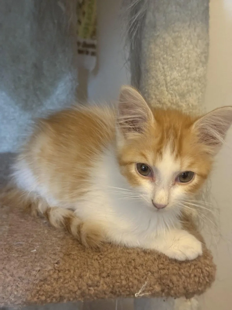 A young small-sized male Orange & White Domestic Medium Hair cat named Biagio for adoption in Aurora, CO