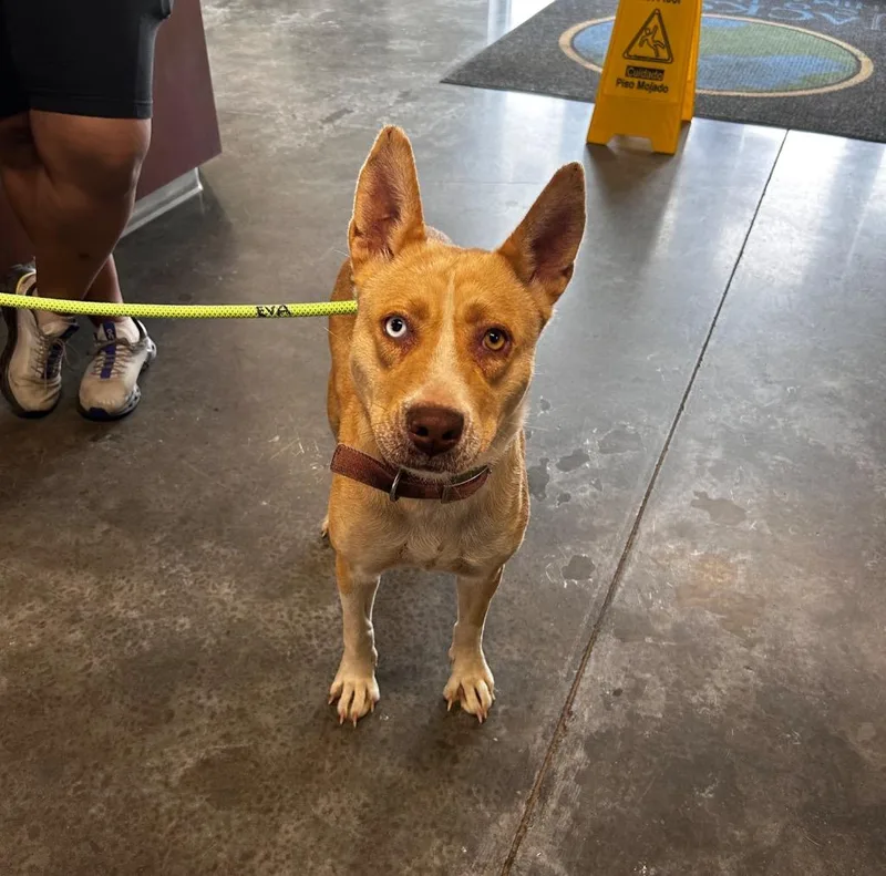An adult medium-sized female Husky dog named Sky for adoption in Gautier, MS