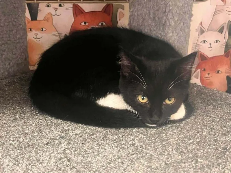A baby small-sized female Black & White / Tuxedo Domestic Short Hair cat named Domino for adoption in Acworth, GA