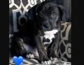 A baby medium-sized male Mixed Breed dog named Bogart for adoption in West Chester, PA
