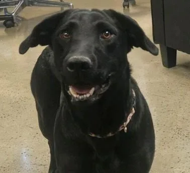 A young large-sized female Black Labrador Retriever dog named Lizzie for adoption in Neosho, MO