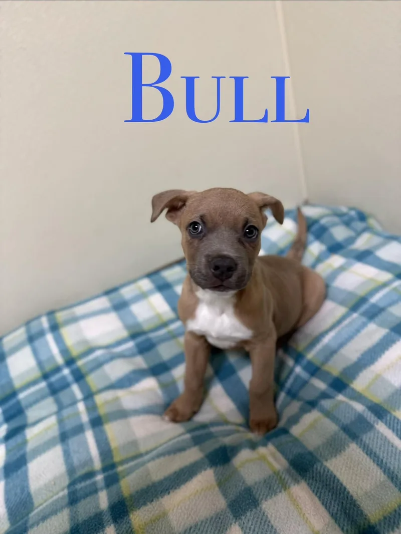 A baby medium-sized male Yellow / Tan / Blond / Fawn Mixed Breed dog named Bull for adoption in Douglas, MA