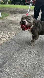 A young large-sized male Mixed Breed dog named Tejahno for adoption in Dallas, TX