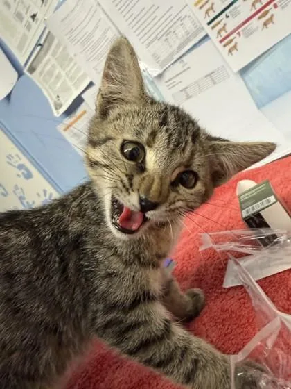 A young small-sized female Domestic Short Hair cat named Popstar for adoption in Roseville, CA