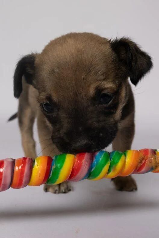 A baby small-sized female Bicolor Chihuahua dog named Juniper for adoption in Clinton, WI