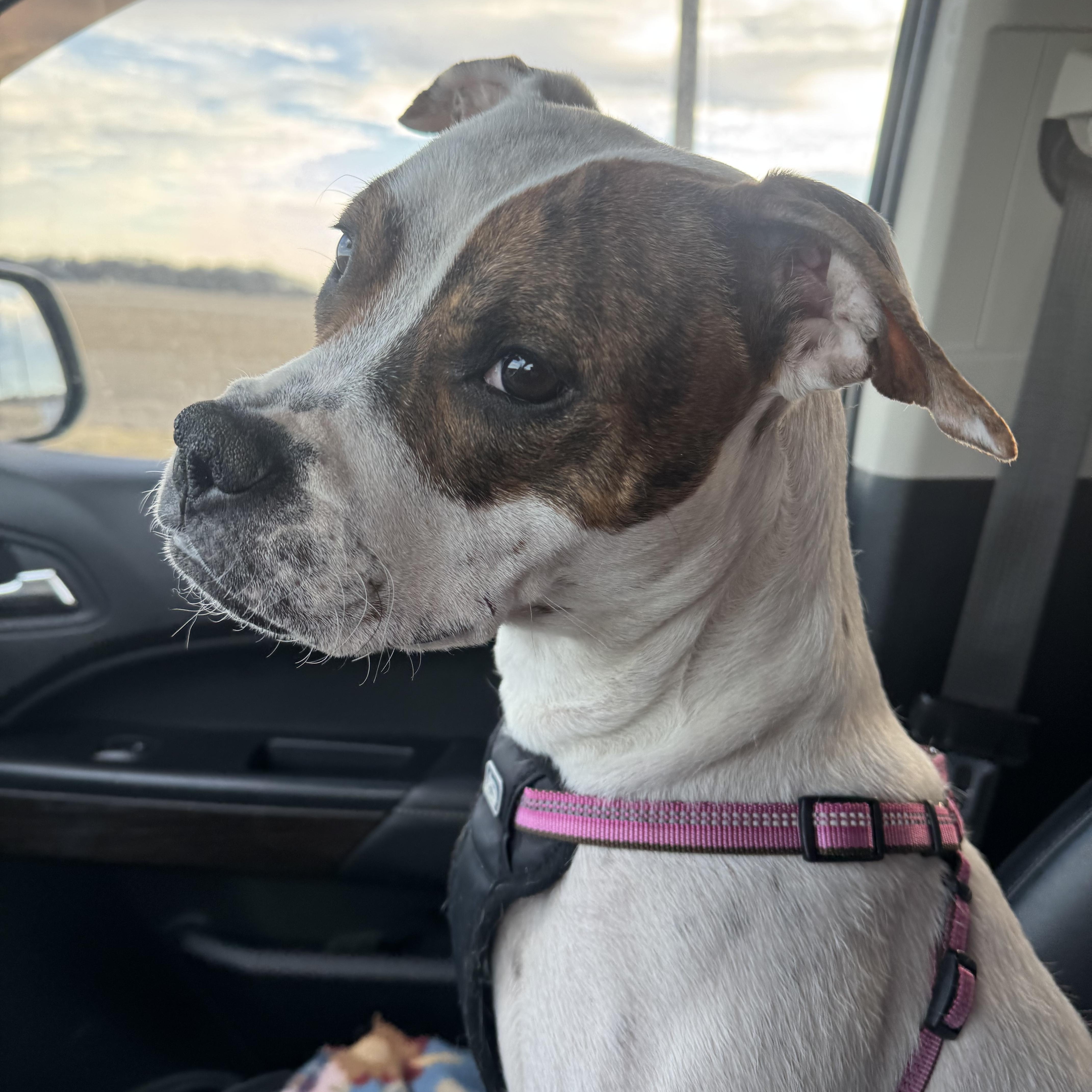 A young medium-sized female White / Cream Pit Bull Terrier dog named Aneira for adoption in Wilmington, OH