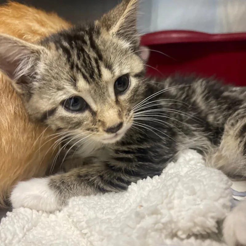 A baby small-sized female Brown / Chocolate Domestic Short Hair cat named Gizmo for adoption in Valley, AL