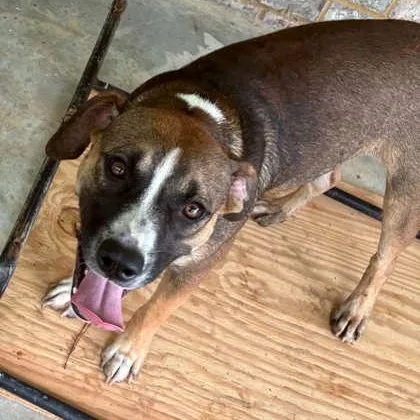 A young medium-sized female Brown / Chocolate Mixed Breed dog named Dee for adoption in Fernandina Beach, FL