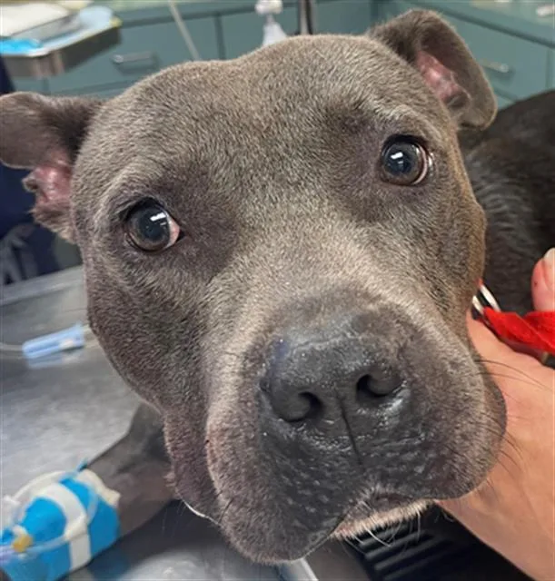 An adult large-sized male Mixed Breed dog named Seal for adoption in Columbia, SC