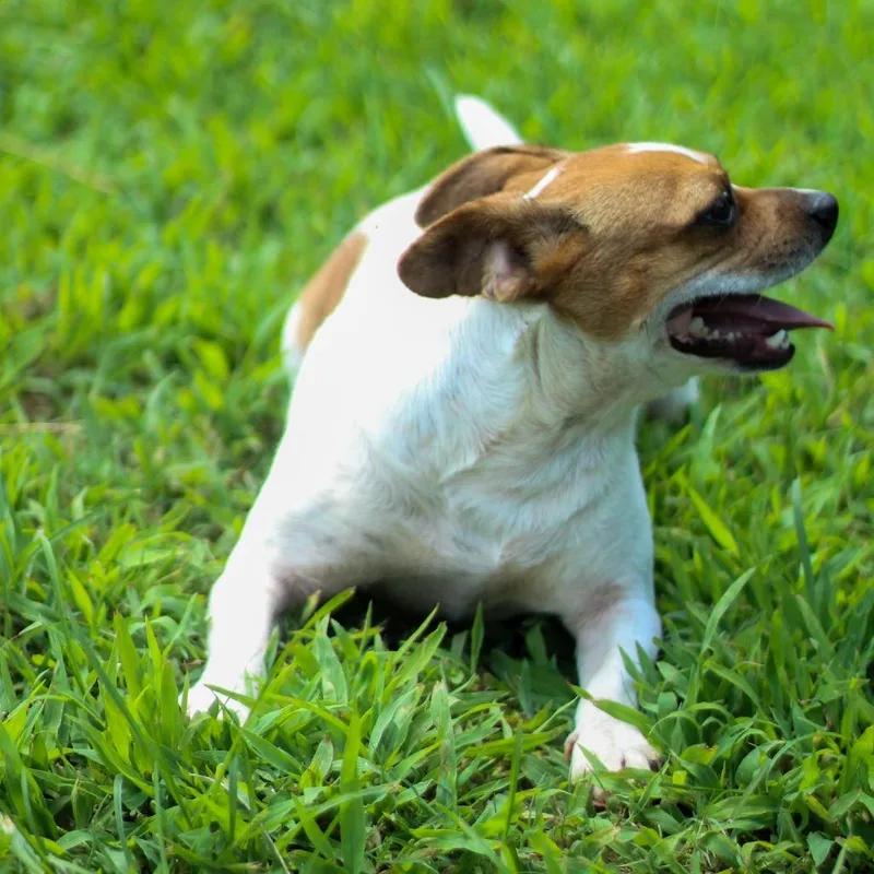 A young small-sized female Yellow / Tan / Blond / Fawn Feist dog named Amber for adoption in Starkville, MS