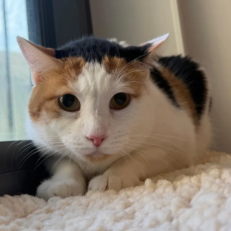 An adult large-sized female Domestic Short Hair cat named Callie for adoption in West Palm Beach, FL