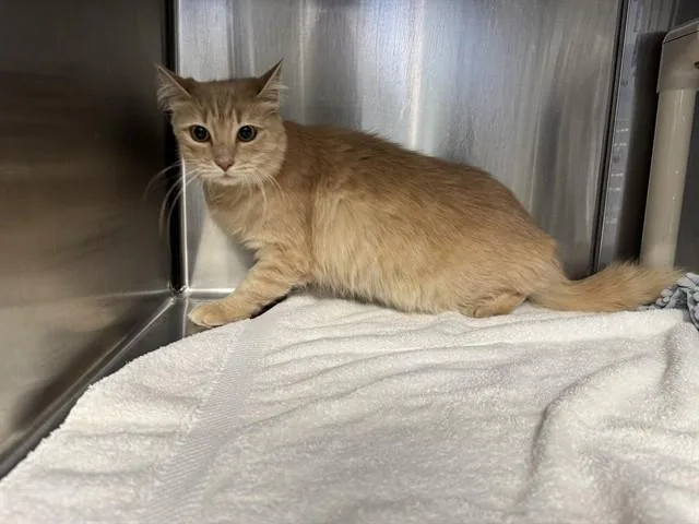 A young large-sized female Domestic Short Hair cat named Dorita Sweetness Supreme for adoption in Santa Monica, CA