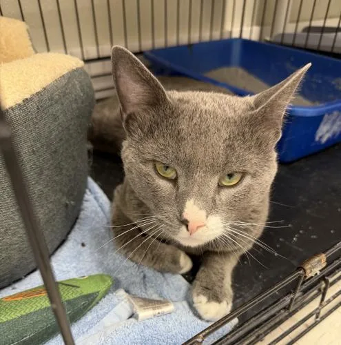 An adult medium-sized male Domestic Short Hair cat named Clint for adoption in Webster, MA