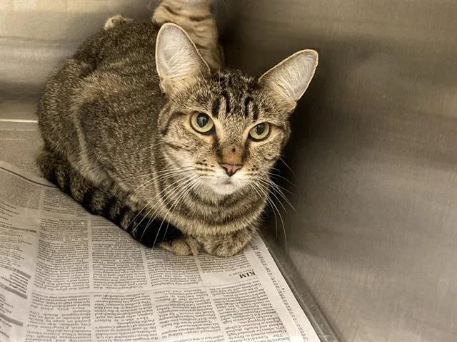 A young medium-sized female Domestic Short Hair cat named Donita for adoption in Tustin, CA