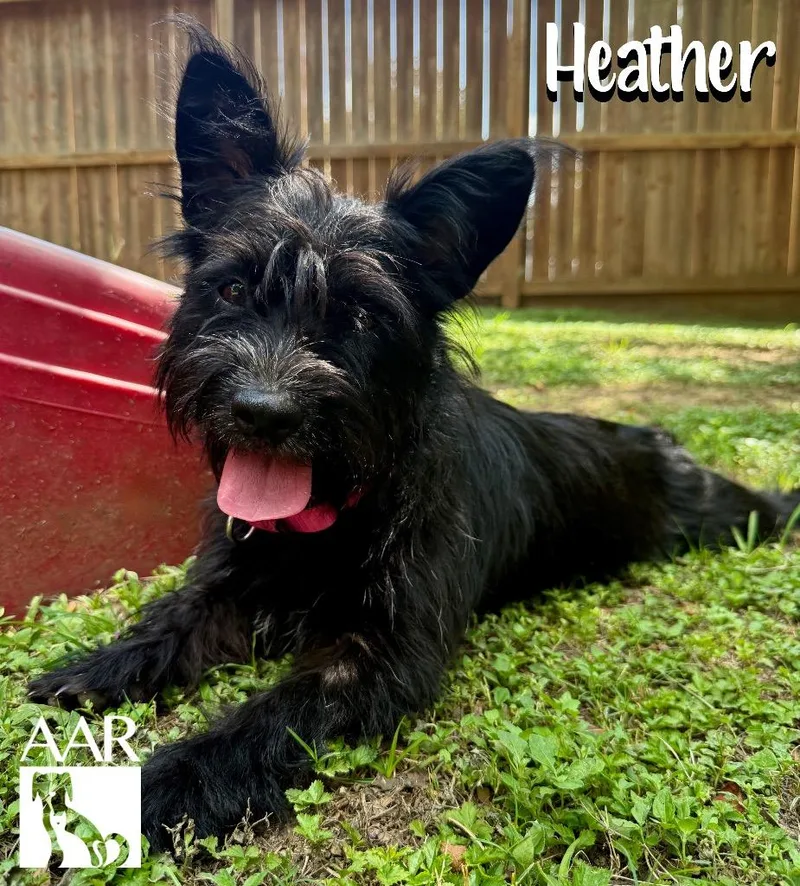 Heather thumbnail 4